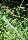 Einzelbild 5 Scharfkantige Segge - Carex acutiformis