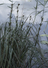 Einzelbild 5 Schneidebinse - Cladium mariscus