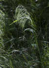 Einzelbild 4 Dach-Trespe - Bromus tectorum