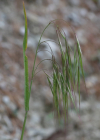 Einzelbild 5 Dach-Trespe - Bromus tectorum