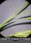 Einzelbild 6 Dach-Trespe - Bromus tectorum