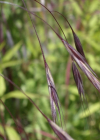 Einzelbild 6 Taube Trespe - Bromus sterilis