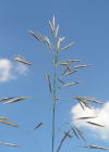 Einzelbild 5 Grannenlose Trespe - Bromus inermis