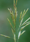 Einzelbild 6 Grannenlose Trespe - Bromus inermis
