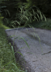 Einzelbild 5 Benekens Trespe - Bromus benekenii