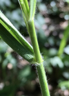 Einzelbild 6 Benekens Trespe - Bromus benekenii