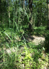 Einzelbild 8 Benekens Trespe - Bromus benekenii