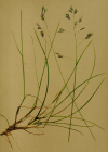 Einzelbild 3 Schöner Schwingel - Festuca pulchella