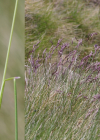Einzelbild 3 Bunt-Schwingel - Festuca varia aggr.