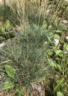 Einzelbild 4 Schaf-Schwingel - Festuca ovina aggr.