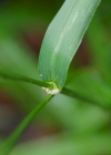 Einzelbild 6 Riesen-Schwingel - Festuca gigantea