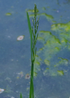 Einzelbild 7 Faltiges Süssgras - Glyceria notata