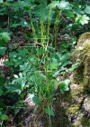 Einzelbild 4 Hain-Rispengras - Poa nemoralis