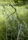 Einzelbild 8 Wiesen-Knäuelgras - Dactylis glomerata