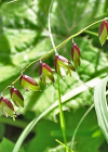 Einzelbild 5 Nickendes Perlgras - Melica nutans