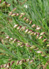 Einzelbild 6 Nickendes Perlgras - Melica nutans