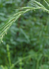 Einzelbild 3 Hunds-Quecke - Elymus caninus