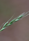 Einzelbild 4 Hunds-Quecke - Elymus caninus