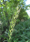 Einzelbild 5 Hunds-Quecke - Elymus caninus