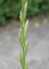 Einzelbild 5 Englisches Raygras - Lolium perenne