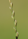 Einzelbild 6 Englisches Raygras - Lolium perenne