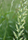 Einzelbild 4 Italienisches Raygras - Lolium multiflorum