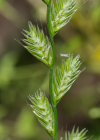 Einzelbild 5 Italienisches Raygras - Lolium multiflorum