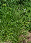 Einzelbild 6 Italienisches Raygras - Lolium multiflorum