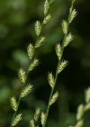 Einzelbild 7 Italienisches Raygras - Lolium multiflorum