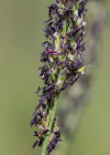 Einzelbild 6 Blaues Pfeifengras - Molinia caerulea