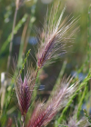 Einzelbild 5 Mäuse-Gerste - Hordeum murinum
