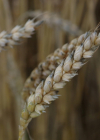 Einzelbild 4 Saat-Weizen - Triticum aestivum