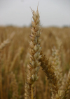 Einzelbild 7 Saat-Weizen - Triticum aestivum