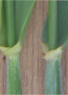 Einzelbild 5 Roggen - Secale cereale