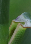 Einzelbild 7 Schilf - Phragmites australis