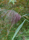 Einzelbild 8 Schilf - Phragmites australis