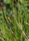 Einzelbild 5 Borstgras - Nardus stricta