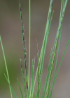 Einzelbild 7 Borstgras - Nardus stricta