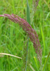 Einzelbild 7 Wolliges Honiggras - Holcus lanatus