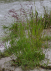 Einzelbild 6 Rasen-Schmiele - Deschampsia cespitosa