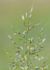 Einzelbild 5 Wiesen-Goldhafer - Trisetum flavescens