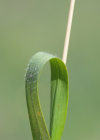 Einzelbild 6 Wiesen-Goldhafer - Trisetum flavescens