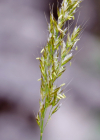 Einzelbild 7 Wiesen-Goldhafer - Trisetum flavescens