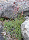 Einzelbild 4 Zweizeiliger Goldhafer - Trisetum distichophyllum