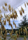 Einzelbild 5 Saat-Hafer - Avena sativa
