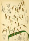 Einzelbild 7 Saat-Hafer - Avena sativa