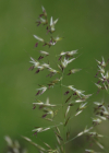 Einzelbild 7 Französisches Raygras - Arrhenatherum elatius
