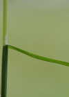 Einzelbild 7 Flaum-Wiesenhafer - Helictotrichon pubescens