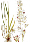 Einzelbild 8 Flaum-Wiesenhafer - Helictotrichon pubescens