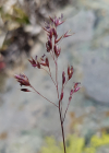 Einzelbild 5 Alpen-Straussgras - Agrostis alpina